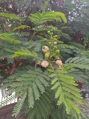 Leucaena leucocephala