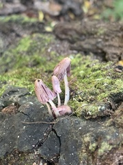 Coprinopsis clastophylla