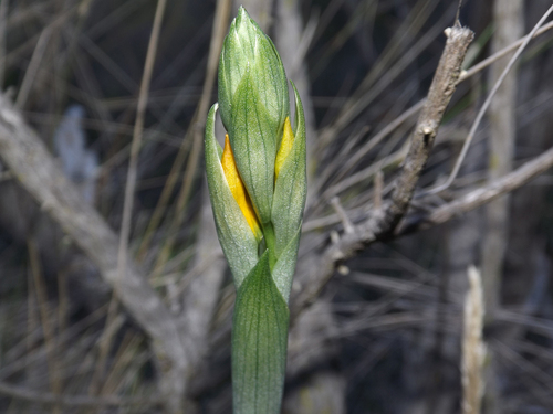 Image of Chloraea chrysantha by (c) Asiel Olivares, some rights reserved (CC BY)