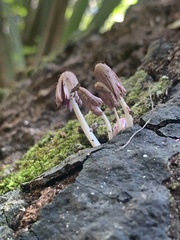 Coprinopsis clastophylla