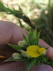 Aspalathus cordata