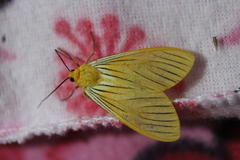 Pseudischnocampa nervosa