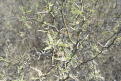 Prosopis elata