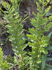 Anemia vestita