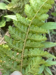Anemia vestita