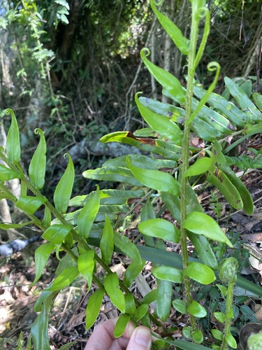 Lomariocycas image