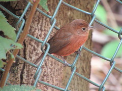 Coryphospingus cucullatus