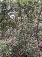 Erythroxylum emarginatum