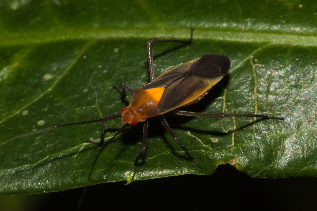 Prepops setosipes