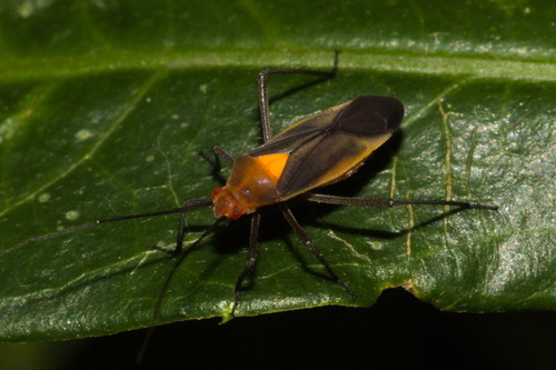 Prepops setosipes