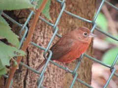 Coryphospingus cucullatus