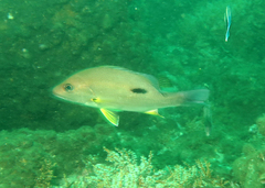 Lutjanus russellii