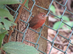 Coryphospingus cucullatus