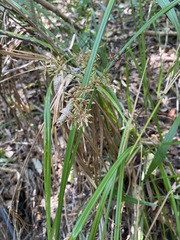 Cyperus leptocladus image