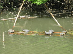Trachemys scripta elegans