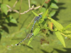 Diplacodes trivialis