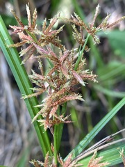 Cyperus leptocladus image