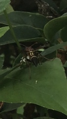 Polistes stabilinus