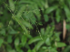 Ichnanthus pallens