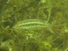 Lethrinus variegatus