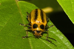 Endocephalus lineatus