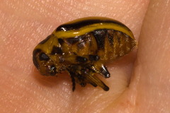 Endocephalus lineatus