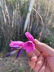 Dierama pulcherrimum