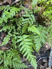 Rumohra adiantiformis