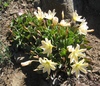 Tweedy's Lewisia - Photo (c) J Brew, some rights reserved (CC BY-SA), uploaded by J Brew