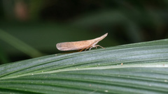 Pyrilla perpusilla