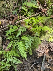 Rumohra adiantiformis