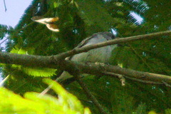 Vireonidae