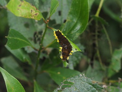 Gynautocera rubriscutellata