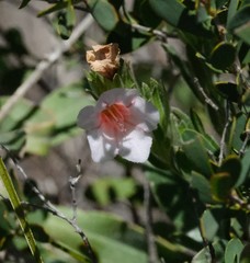 Lobostemon glaucophyllus