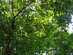 Hopea odorata