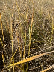 Carex lyngbyei