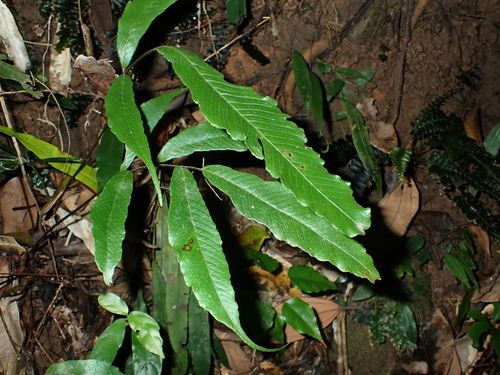 Thelypteris liukiuensis iNat (2)