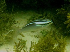 Scolopsis trilineata