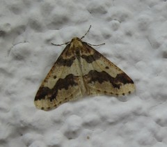 Erannis defoliaria