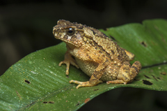 Ingerophrynus divergens