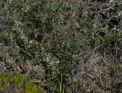 Lobostemon glaucophyllus