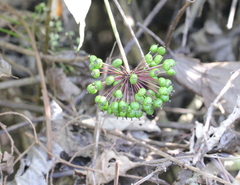 Eleutherococcus trifoliatus