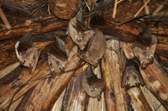 Epomophorus crypturus