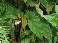 Begonia lukuana