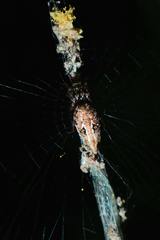 Cyclosa confusa