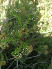 Thesium capitatum