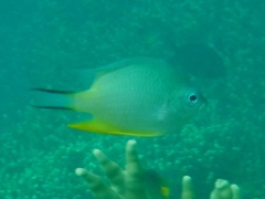 Amblyglyphidodon orbicularis