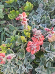 Indigofera tomentosa