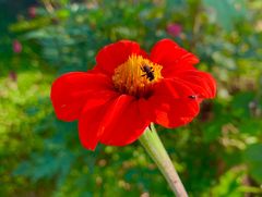 Tithonia rotundifolia