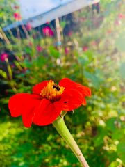 Tithonia rotundifolia